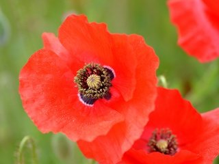 Обои цветы, макро, лепестки, маки, луг, красный мак, flowers, macro, petals, maki, meadow, red poppy разрешение 2048x1356 Загрузить