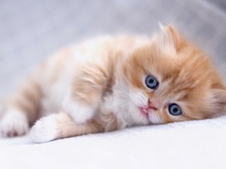 Обои глаза, кот, кошка, взгляд, котенок, рыжий, персидская кошка, eyes, cat, look, kitty, red, persian cat разрешение 1920x1200 Загрузить