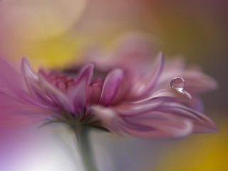 Обои цветок, роса, капля, лепестки, хризантема, juliana nan, flower, rosa, drop, petals, chrysanthemum разрешение 1920x1282 Загрузить