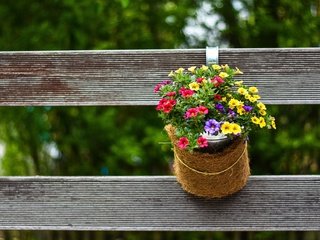 Обои цветы, природа, забор, горшок, ампель, flowers, nature, the fence, pot, ampel' разрешение 5926x3951 Загрузить