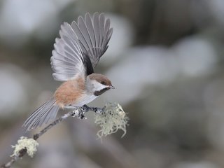 Обои ветка, фон, крылья, птица, воробей, branch, background, wings, bird, sparrow разрешение 2048x1365 Загрузить