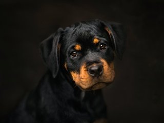 Обои фон, мордочка, взгляд, собака, щенок, ротвейлер, frelka, background, muzzle, look, dog, puppy, rottweiler разрешение 2048x1365 Загрузить