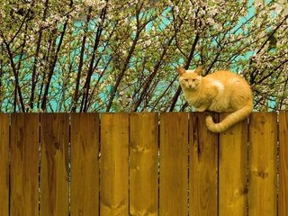 Обои цветение, кот, кошка, забор, весна, рыжий, flowering, cat, the fence, spring, red разрешение 2560x1600 Загрузить