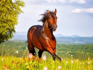 Обои небо, лошадь, трава, луг, конь, the sky, horse, grass, meadow разрешение 1920x1080 Загрузить