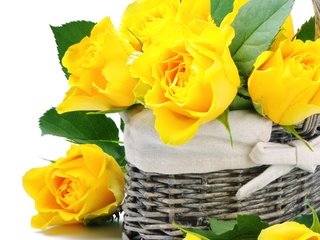 Обои цветы, розы, букет, корзина, белый фон, желтые, flowers, roses, bouquet, basket, white background, yellow разрешение 1920x2688 Загрузить