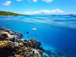 Обои море, лето, рыбы, под водой, кораллы, рыба, подводный мир, коралловый риф, sea, summer, fish, under water, corals, underwater world, coral reef разрешение 2560x2560 Загрузить