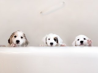 Обои животные, мокрые, щенки, ванна, собаки, трио, animals, wet, puppies, bath, dogs, trio разрешение 2048x1366 Загрузить