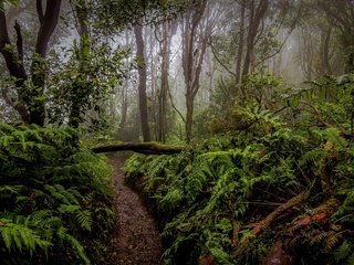 Обои деревья, лес, кусты, тропинка, папоротник, растительность, trees, forest, the bushes, path, fern, vegetation разрешение 2560x1695 Загрузить