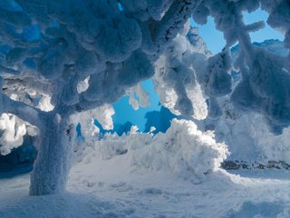 Обои деревья, снег, природа, зима, trees, snow, nature, winter разрешение 1920x1200 Загрузить