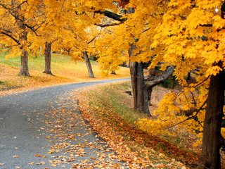 Обои дорога, деревья, природа, осень, листопад, аллея, road, trees, nature, autumn, falling leaves, alley разрешение 1920x1200 Загрузить