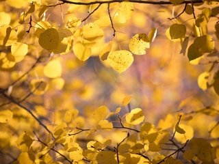 Обои природа, листья, макро, фон, ветки, осень, nature, leaves, macro, background, branches, autumn разрешение 1920x1200 Загрузить