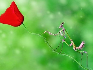 Обои насекомое, цветок, мак, стебель, богомол, боке, insect, flower, mac, stem, mantis, bokeh разрешение 1920x1200 Загрузить