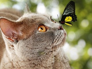 Обои глаза, крылья, насекомое, британская короткошерстная кошка, фон, мордочка, усы, кошка, взгляд, бабочка, eyes, wings, insect, british shorthair, background, muzzle, mustache, cat, look, butterfly разрешение 5510x3840 Загрузить