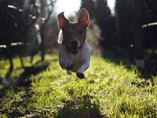Обои трава, взгляд, собака, прыжок, бег, джек-рассел-терьер, grass, look, dog, jump, running, jack russell terrier разрешение 2560x1600 Загрузить