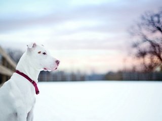 Обои снег, зима, собака, профиль, ошейник, питбультерьер, питбуль, snow, winter, dog, profile, collar, pit bull terrier, pit bull разрешение 1920x1080 Загрузить