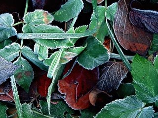 Обои трава, листья, макро, листва, иней, осень, grass, leaves, macro, foliage, frost, autumn разрешение 1920x1080 Загрузить