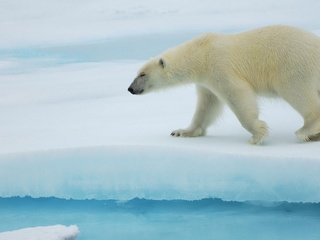 Обои полярный медведь, медведь, антарктида, белый медведь, льдина, polar bear, bear, antarctica, floe разрешение 1920x1080 Загрузить