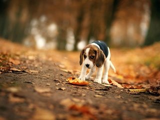 Обои листья, мордочка, взгляд, осень, собака, уши, бигль, leaves, muzzle, look, autumn, dog, ears, beagle разрешение 2000x1541 Загрузить