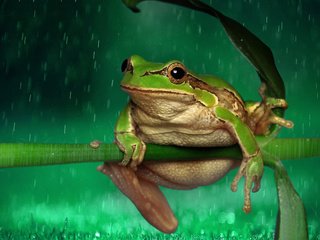 Обои лягушка, дождь, растение, стебель, капли дождя, frog, rain, plant, stem, raindrops разрешение 1920x1200 Загрузить