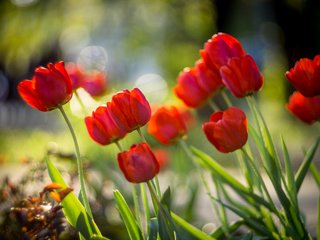 Обои цветы, бутоны, красные, весна, тюльпаны, боке, sorin mutu, flowers, buds, red, spring, tulips, bokeh разрешение 3840x2400 Загрузить