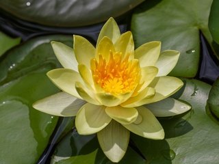 Обои вода, природа, кувшинка, нимфея, водяная лилия, water, nature, lily, nymphaeum, water lily разрешение 2048x1365 Загрузить