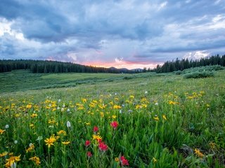 Обои небо, цветы, трава, облака, лес, поле, полевые цветы, the sky, flowers, grass, clouds, forest, field, wildflowers разрешение 5745x3830 Загрузить