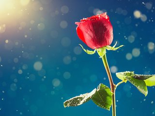 Обои снег, цветок, роза, бутон, красная роза, день влюбленных, snow, flower, rose, bud, red rose, valentine's day разрешение 1920x1200 Загрузить