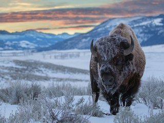Обои горы, снег, зима, бизон, зубр, mountains, snow, winter, buffalo, bison разрешение 1920x1200 Загрузить