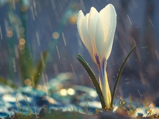 Обои цветок, белый, бутон, весна, дождь, крокус, капли дождя, flower, white, bud, spring, rain, krokus разрешение 3840x2400 Загрузить