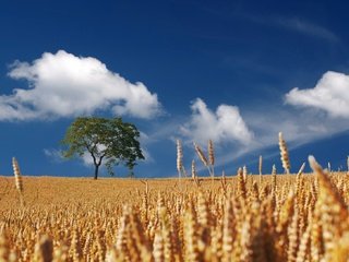 Обои небо, облака, дерево, поле, горизонт, колосья, пшеница, пшеничное поле, the sky, clouds, tree, field, horizon, ears, wheat, wheat field разрешение 1920x1089 Загрузить