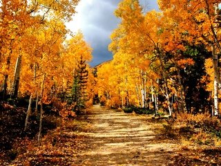 Обои дорога, деревья, лес, березы, осень, road, trees, forest, birch, autumn разрешение 2048x1371 Загрузить