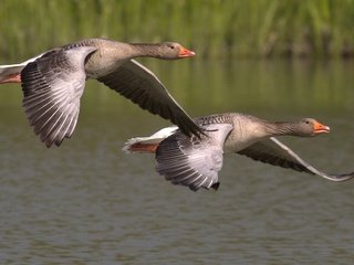 Обои полет, крылья, птицы, клюв, перья, гусь, гуси, flight, wings, birds, beak, feathers, goose, geese разрешение 2515x1479 Загрузить