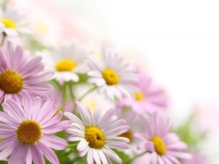 Обои цветы, лепестки, ромашки, букет, розовые, белые, flowers, petals, chamomile, bouquet, pink, white разрешение 2560x1600 Загрузить