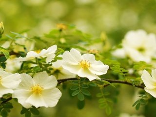 Обои ветка, макро, белый, шиповник, цветки, branch, macro, white, briar, flowers разрешение 4540x2554 Загрузить