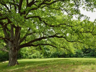 Обои природа, дерево, парк, ветки, весна, зеленые листья, nature, tree, park, branches, spring, green leaves разрешение 3840x2400 Загрузить