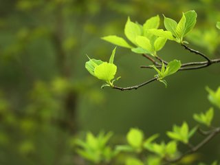 Обои природа, листья, макро, фон, ветки, весна, nature, leaves, macro, background, branches, spring разрешение 3840x2400 Загрузить