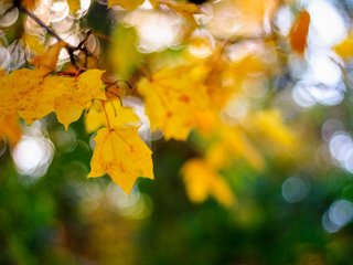 Обои листья, макро, осень, кленовый лист, боке, leaves, macro, autumn, maple leaf, bokeh разрешение 3840x2400 Загрузить