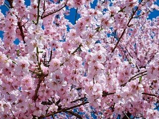 Обои цветы, природа, цветение, весна, сакура, flowers, nature, flowering, spring, sakura разрешение 1920x1280 Загрузить