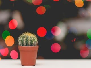 Обои цветок, блики, колючки, кактус, боке, горшочек, flower, glare, barb, cactus, bokeh, pot разрешение 2000x1335 Загрузить