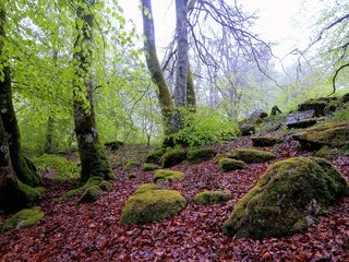 Обои деревья, камни, лес, пейзаж, осень, мох, валуны, осенние листья, trees, stones, forest, landscape, autumn, moss, boulders, autumn leaves разрешение 4288x2848 Загрузить