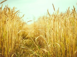 Обои природа, макро, поле, лето, колосья, пшеница, колоски, рожь, nature, macro, field, summer, ears, wheat, spikelets, rye разрешение 1920x1200 Загрузить