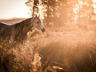 Обои кони, небо, конь, лошадь, лес, пейзаж, утро, туман, поле, закат солнца, horses, the sky, horse, forest, landscape, morning, fog, field, sunset разрешение 2400x1350 Загрузить