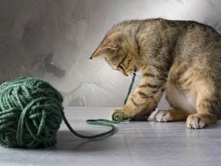Обои кот, кошка, котенок, клубок, нитки, cat, kitty, tangle, thread разрешение 5410x3629 Загрузить