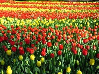 Обои цветы, бутоны, лепестки, красные, тюльпаны, желтые, поле тюльпанов, flowers, buds, petals, red, tulips, yellow, field of tulips разрешение 3600x2700 Загрузить