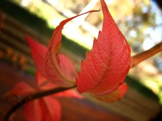 Обои ветка, природа, листья, осень, боке, осенние листья, branch, nature, leaves, autumn, bokeh, autumn leaves разрешение 2820x2196 Загрузить