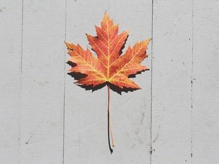 Обои осень, лист, кленовый лист, деревянная поверхность, autumn, sheet, maple leaf, wooden surface разрешение 5760x3840 Загрузить