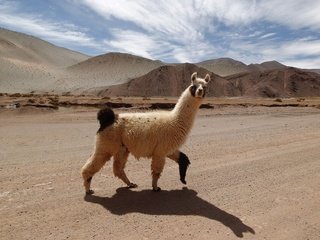 Обои дорога, горы, тень, животное, лама, альпака, альпаки, road, mountains, shadow, animal, lama, alpaca разрешение 3000x2113 Загрузить