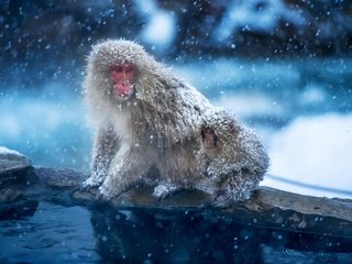 Обои снег, зима, обезьяна, детеныш, японский макак, снежная обезьяна, snow, winter, monkey, cub, japanese macaques, a snow monkey разрешение 1920x1281 Загрузить