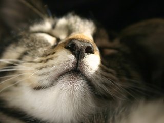 Обои кот, мордочка, усы, кошка, сон, крупным планом, cat, muzzle, mustache, sleep, closeup разрешение 3072x2048 Загрузить