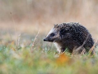 Обои природа, германия, ежик, еж, нижняя саксония, эмсланд, nature, germany, hedgehog, lower saxony, emsland разрешение 1920x1080 Загрузить